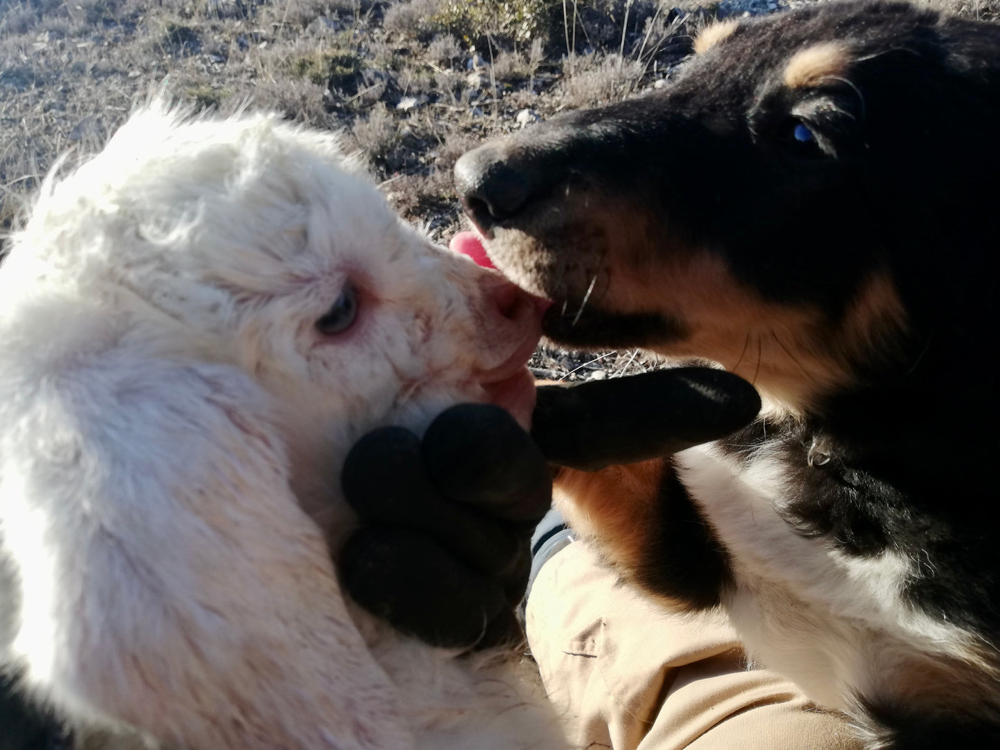 Donación - Apoya el Cuidado del Rebaño Antiincendios (Teruel)